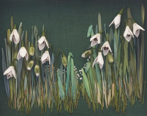 Snowdrops By Catherine Howell