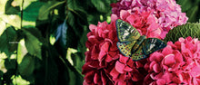Beautiful Butterflies