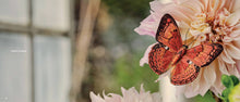 Beautiful Butterflies