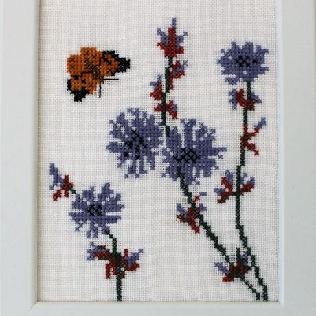 Chicory (Cikorie og Sommerfugl) by Conni Schimmel