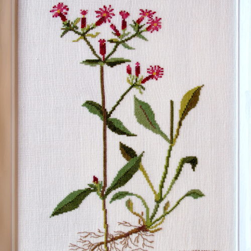 Caryophyllaceae (Nellikefamilien) by Lisbeth Roum Møller