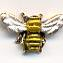 Susan Clarke Charm 171 Bee